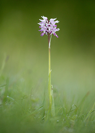 Monkey Orchid Orchis simia