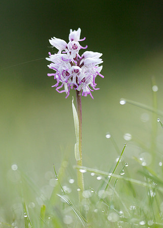 Monkey Orchid Orchis simia
