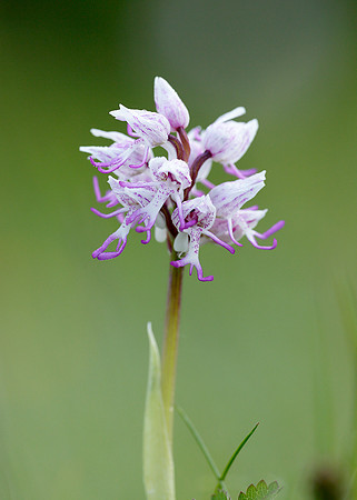 Monkey Orchid Orchis simia