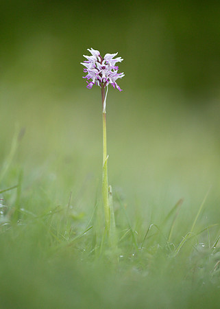 Monkey Orchid Orchis simia