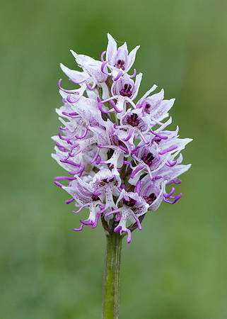 Monkey Orchid Orchis simia