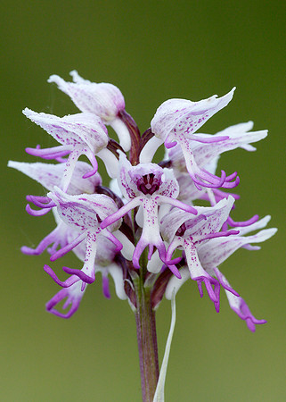 Monkey Orchid Orchis simia