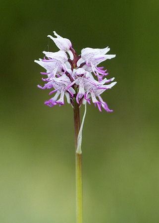 Monkey Orchid Orchis simia