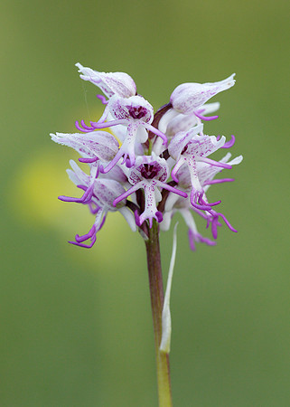 Monkey Orchid Orchis simia