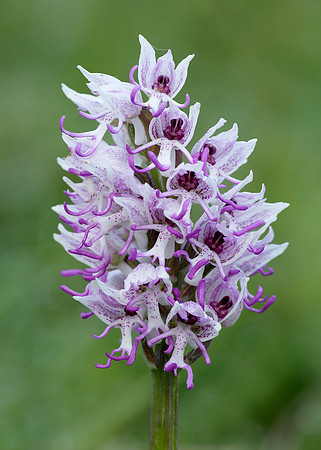 Monkey Orchid Orchis simia