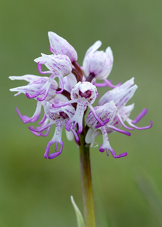 Monkey Orchid Orchis simia