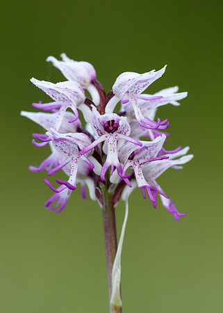 Monkey Orchid Orchis simia