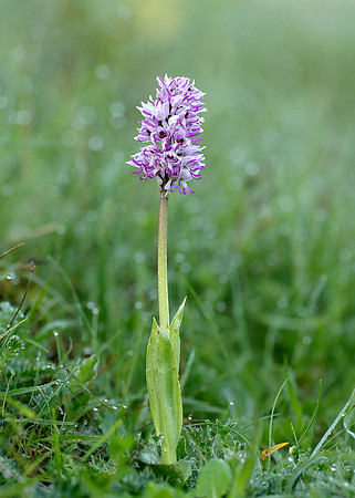 Monkey Orchid Orchis simia