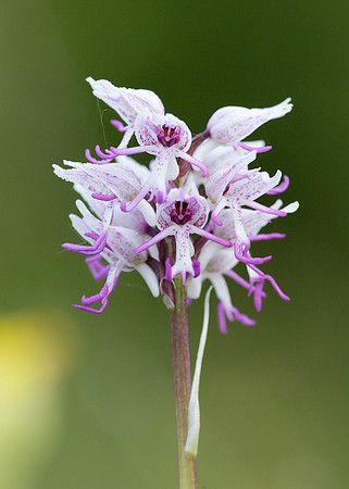 Monkey Orchid Orchis simia