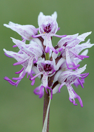 Monkey Orchid Orchis simia