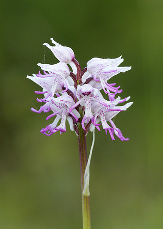 Monkey Orchid Orchis simia