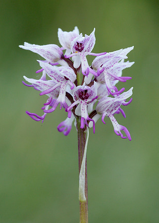 Monkey Orchid Orchis simia