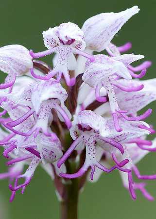 Monkey Orchid Orchis simia