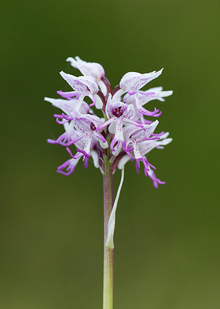 Monkey Orchid Orchis simia