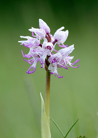 Monkey Orchid Orchis simia