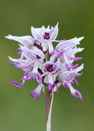 Monkey Orchid Orchis simia