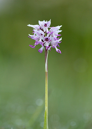 Monkey Orchid Orchis simia