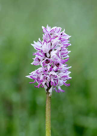 Monkey Orchid Orchis simia