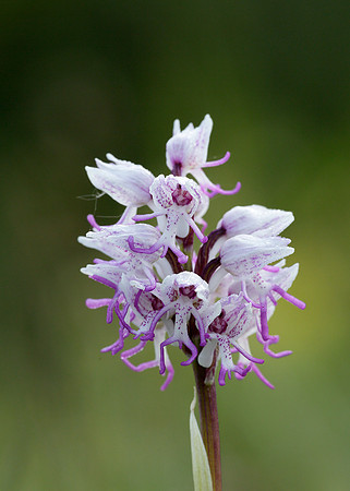 Monkey Orchid Orchis simia