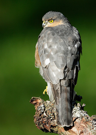 Sparrowhawk Accipiter nisus