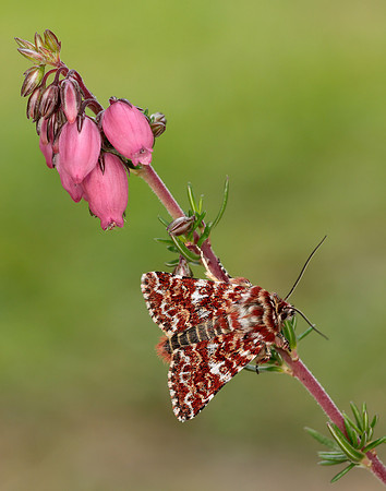 73.257 BF2142 Beautiful Yellow Underwing Anarta myrtilli