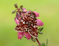 73.241-306 Noctuidae - Hadeninae - Brocades, quakers, leaf-eating wainscots