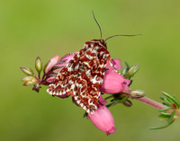 73.257 BF2142 Beautiful Yellow Underwing Anarta myrtilli