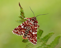 73.257 BF2142 Beautiful Yellow Underwing Anarta myrtilli