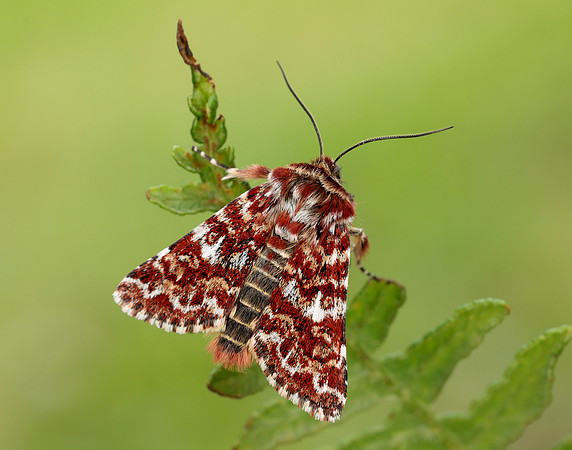 73.257 BF2142 Beautiful Yellow Underwing Anarta myrtilli