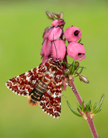 73.257 BF2142 Beautiful Yellow Underwing Anarta myrtilli