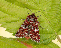 73.257 BF2142 Beautiful Yellow Underwing Anarta myrtilli