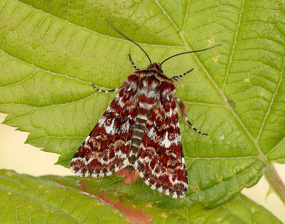 73.257 BF2142 Beautiful Yellow Underwing Anarta myrtilli