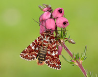 73.257 BF2142 Beautiful Yellow Underwing Anarta myrtilli