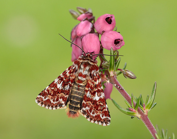 73.257 BF2142 Beautiful Yellow Underwing Anarta myrtilli