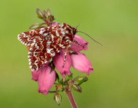 73.257 BF2142 Beautiful Yellow Underwing Anarta myrtilli