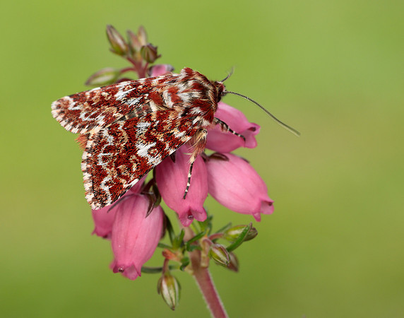 73.257 BF2142 Beautiful Yellow Underwing Anarta myrtilli