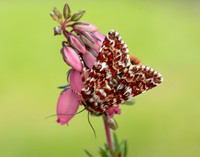 73.257 BF2142 Beautiful Yellow Underwing Anarta myrtilli