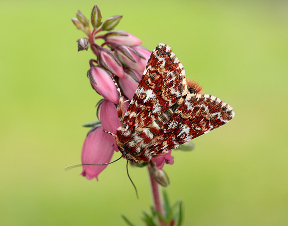 73.257 BF2142 Beautiful Yellow Underwing Anarta myrtilli