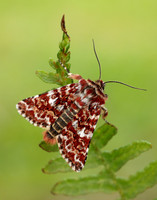 73.257 BF2142 Beautiful Yellow Underwing Anarta myrtilli