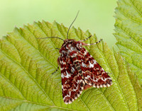 73.257 BF2142 Beautiful Yellow Underwing Anarta myrtilli