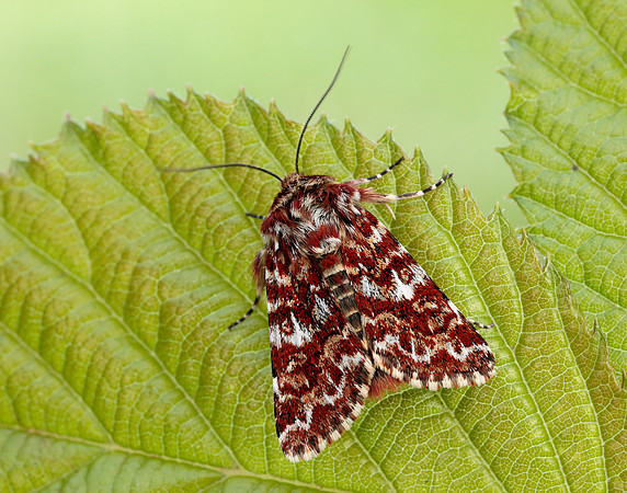 73.257 BF2142 Beautiful Yellow Underwing Anarta myrtilli