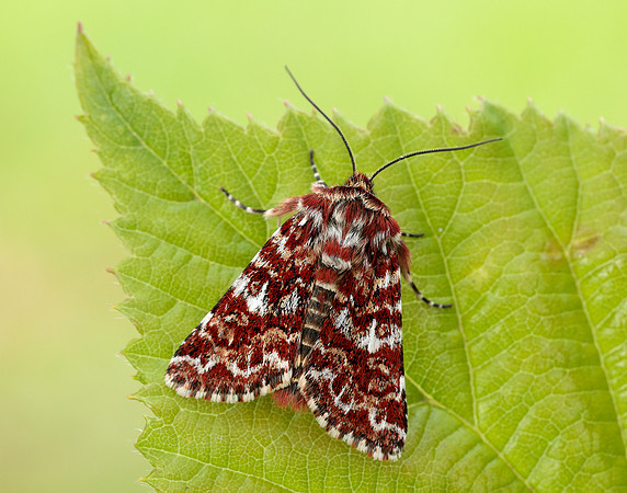 73.257 BF2142 Beautiful Yellow Underwing Anarta myrtilli