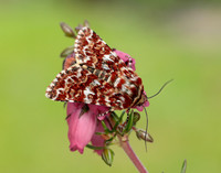 73.257 BF2142 Beautiful Yellow Underwing Anarta myrtilli