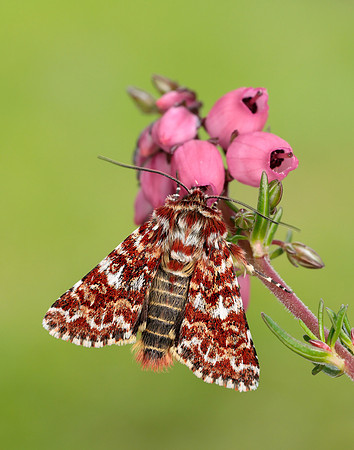 73.257 BF2142 Beautiful Yellow Underwing Anarta myrtilli