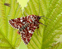 73.257 BF2142 Beautiful Yellow Underwing Anarta myrtilli