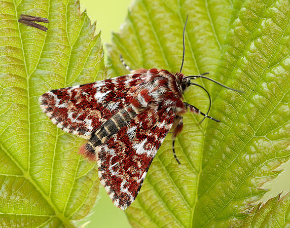 73.257 BF2142 Beautiful Yellow Underwing Anarta myrtilli
