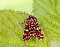 73.257 BF2142 Beautiful Yellow Underwing Anarta myrtilli