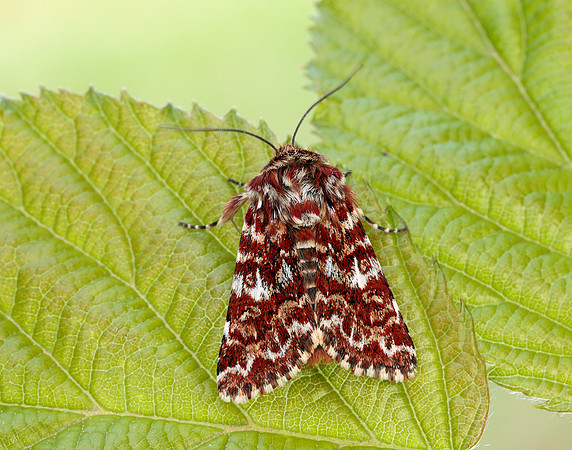 73.257 BF2142 Beautiful Yellow Underwing Anarta myrtilli