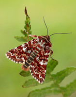73.257 BF2142 Beautiful Yellow Underwing Anarta myrtilli