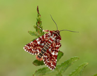 73.257 BF2142 Beautiful Yellow Underwing Anarta myrtilli